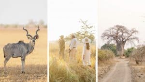 Zambia Walking Safari South Lunagwa