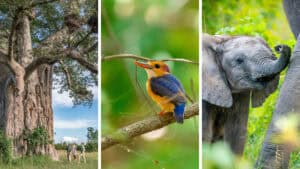 The beautiful wildlife, birdlife and landscape seen in the South Luangwa, Zambia, During the Green Season