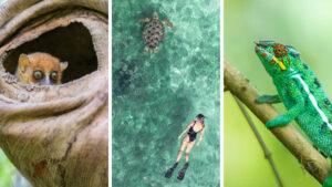 Wildlife Seen at Tsara Komba, Madagascar