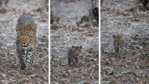 Pictures of a leopard with her Cubs in South Luangwa Zambia