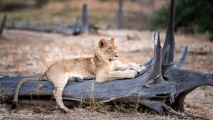 Lion Cub Lying on a Log in the South Luangwa