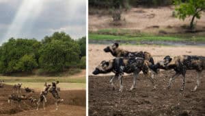 Wild Dogs on the Hunt in Zambia 