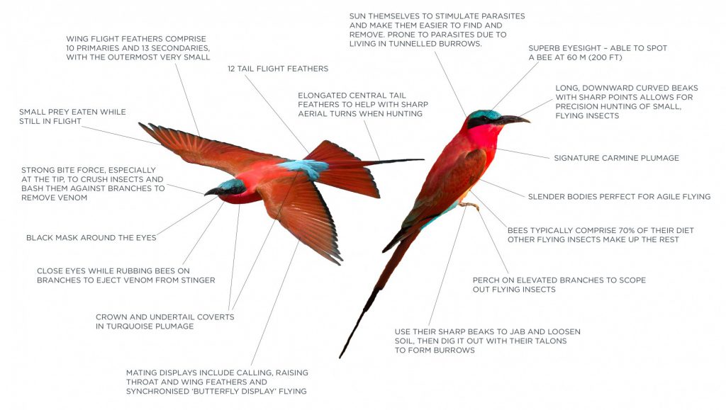 Anatomy of an African Carmine Bee-Eater | Time + Tide