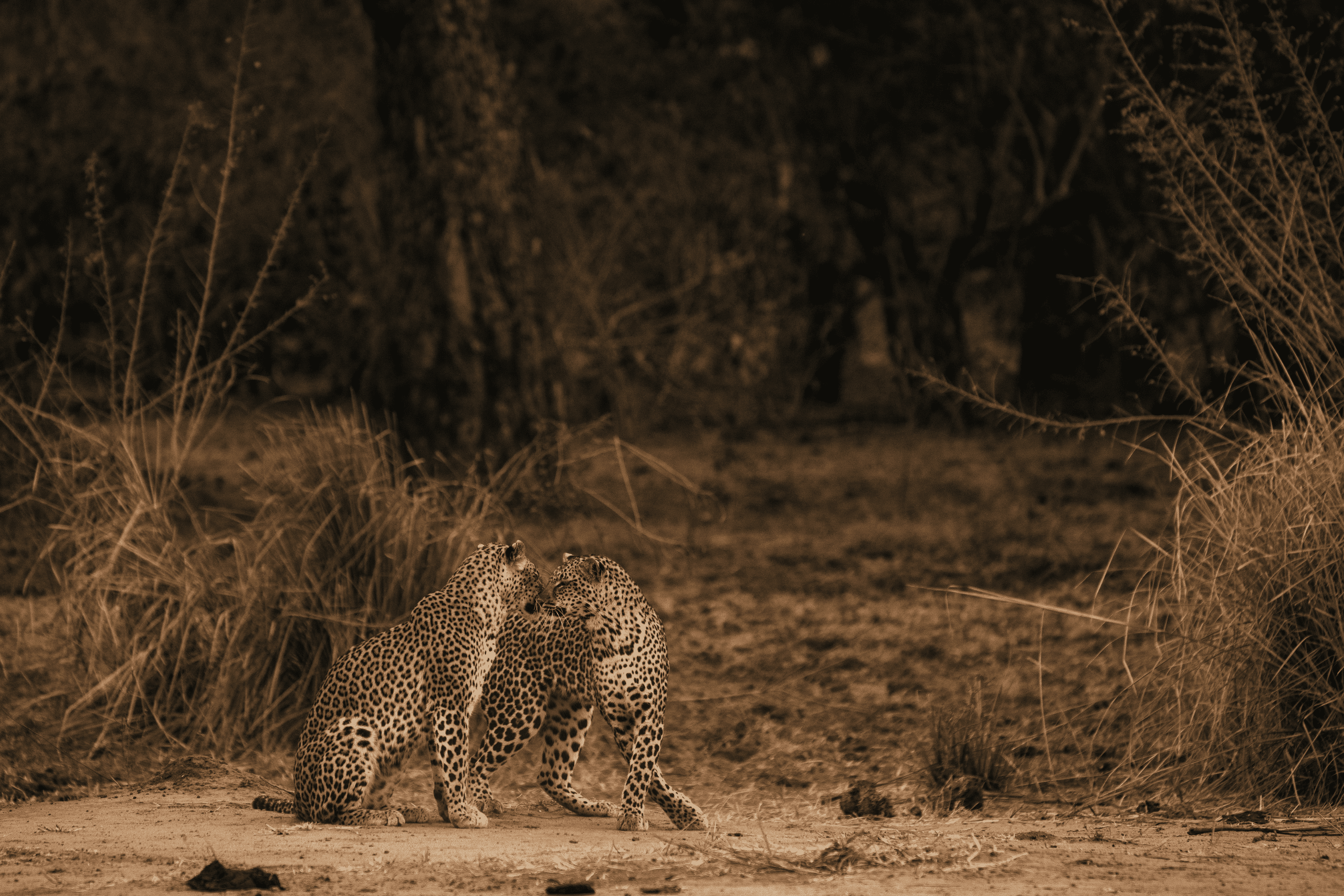 Would you dare to trek through Zambia's 'Valley of the Leopard'?