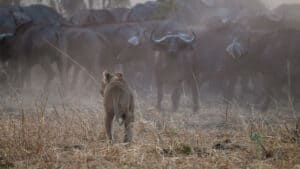 Lion Hunting Buffalo at Time + Tide South Luangwa