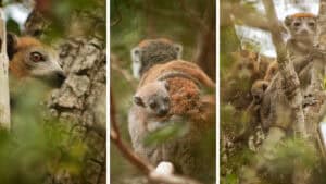 Lemur Conservation with the Time + Tide Foundation, Miavana Madagascar